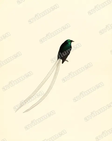 綬帶長尾天堂鳥（Astrapia mayeri）的古典图版插画