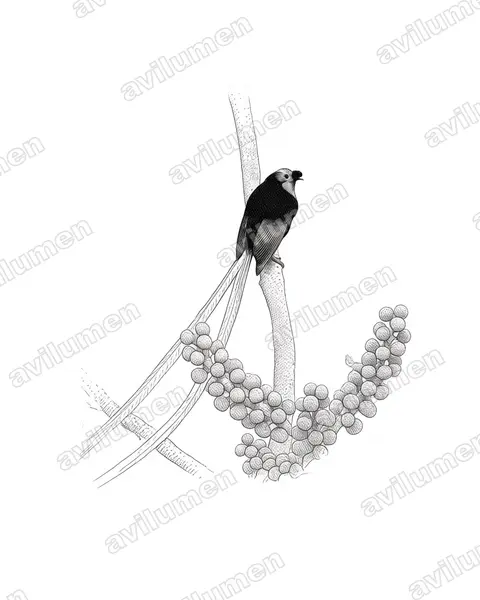 綬帶長尾天堂鳥（Astrapia mayeri）的钢笔墨线插画
