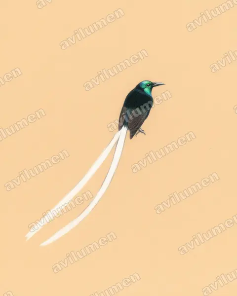綬帶長尾天堂鳥（Astrapia mayeri）的彩色铅笔插画