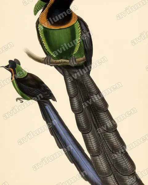 Vintage plate illustration: Astrapia nigra (Arfak astrapia)