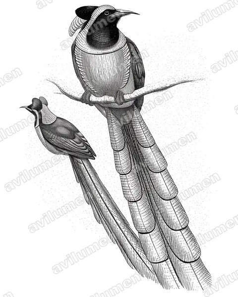 Ink illustration: Astrapia nigra (Arfak astrapia)