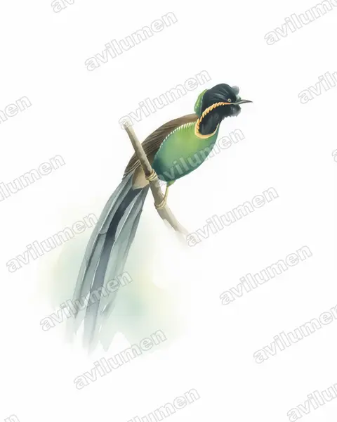 Watercolor illustration: Astrapia rothschildi (Huon Astrapia)
