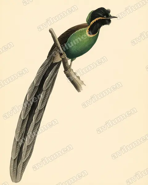 Vintage plate illustration: Astrapia rothschildi (Huon Astrapia)