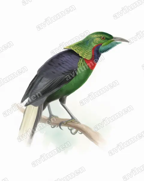 Ilustración en Acuarela: Astrapia splendidissima (Ave del paraíso espléndida)