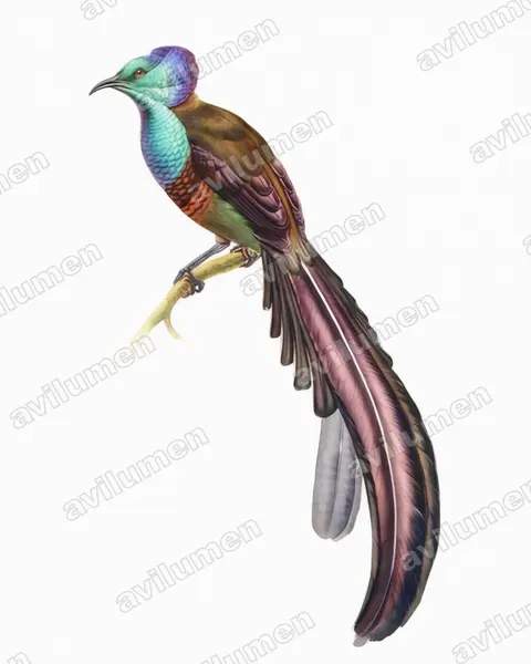 Ilustración en Acuarela: Astrapia stephaniae (Ave del paraíso de Estefanía)