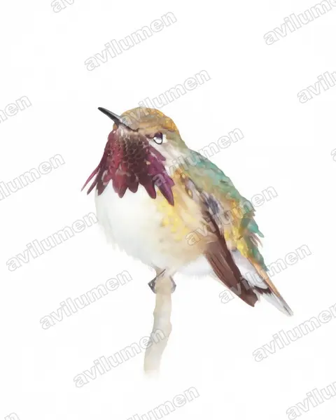 Watercolor illustration: Atthis heloisa (Bumblebee hummingbird)