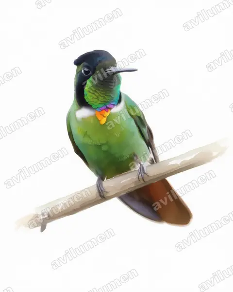 Ilustración en Acuarela: Augastes lumachella (Colibrí lumaquela​)