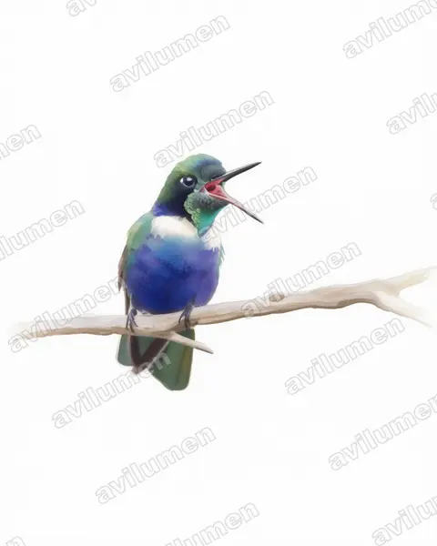 Ilustración en Acuarela: Augastes scutatus (Colibrí colaceleste​)