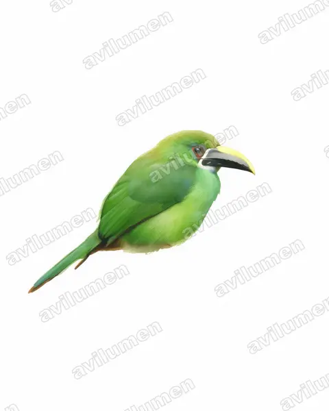 Illustration im Stil Aquarell: Weißkehlarassari (Aulacorhynchus albivitta)