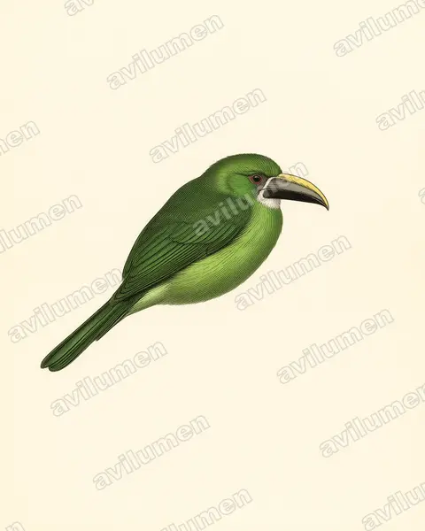 Illustration im Stil Historische Tafel: Weißkehlarassari (Aulacorhynchus albivitta)