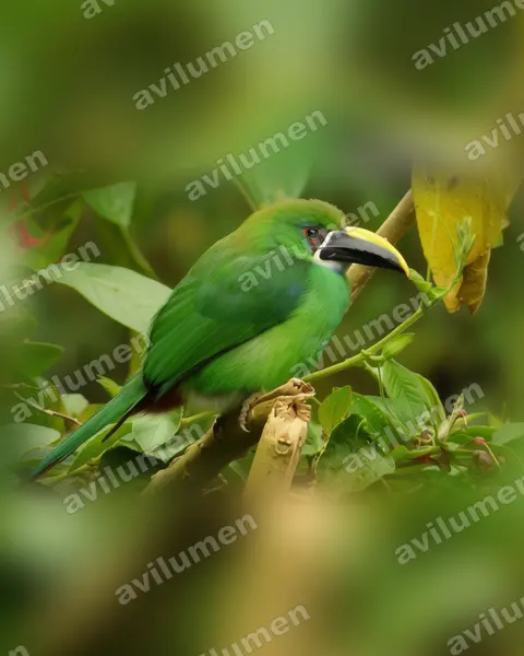 Illustration im Stil Realistisch: Weißkehlarassari (Aulacorhynchus albivitta)