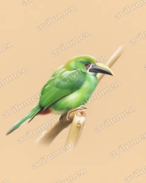 Illustration im Stil Buntstift: Weißkehlarassari (Aulacorhynchus albivitta)