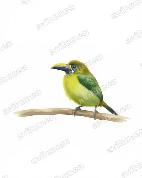 Illustration im Stil Aquarell: Blaukehlarassari (Aulacorhynchus caeruleogularis)