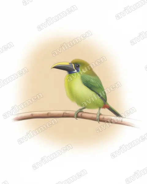 Illustration im Stil Buntstift: Blaukehlarassari (Aulacorhynchus caeruleogularis)
