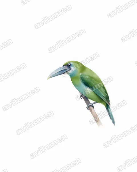 Ilustración en Acuarela: Aulacorhynchus coeruleicinctis (Tucanete pechiazul)