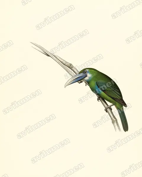 Ilustración en Lámina antigua: Aulacorhynchus coeruleicinctis (Tucanete pechiazul)