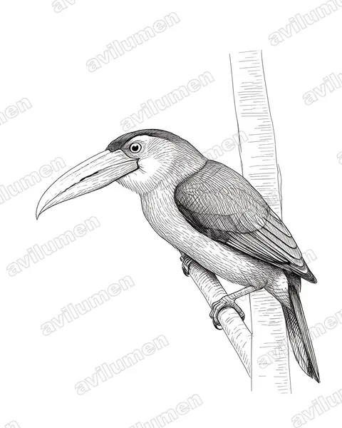 Ilustración en Tinta: Aulacorhynchus coeruleicinctis (Tucanete pechiazul)