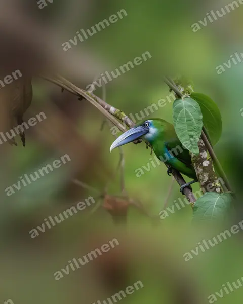 Ilustración en Realista: Aulacorhynchus coeruleicinctis (Tucanete pechiazul)