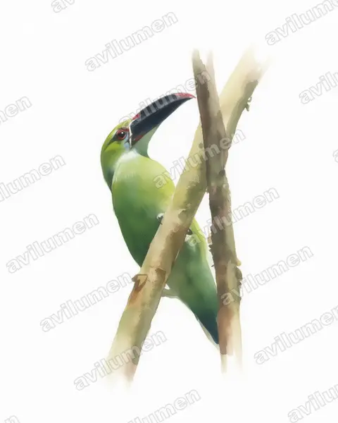 Illustration Aquarelle : Aulacorhynchus derbianus (Toucanet de Derby)