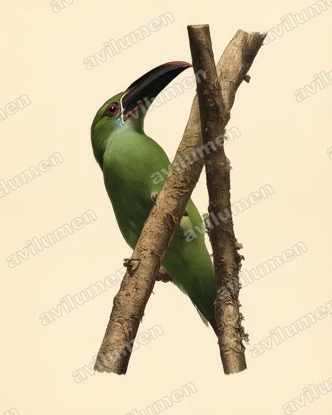 Illustration Planche ancienne : Aulacorhynchus derbianus (Toucanet de Derby)