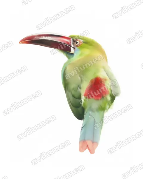 Watercolor illustration: Aulacorhynchus haematopygus (Crimson-rumped Toucanet)