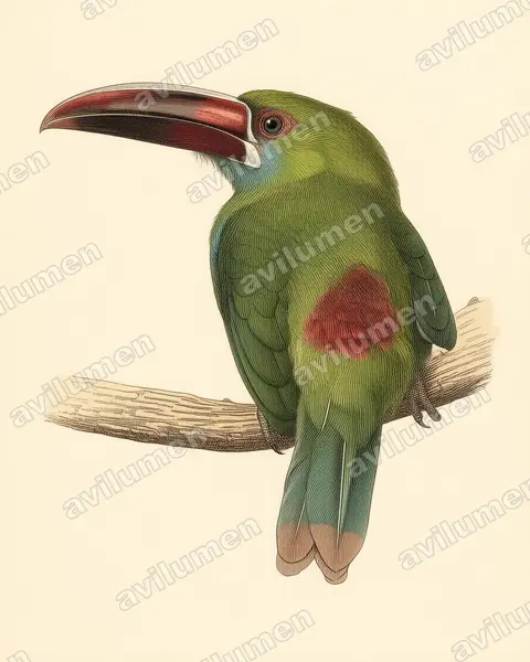 Vintage plate illustration: Aulacorhynchus haematopygus (Crimson-rumped Toucanet)