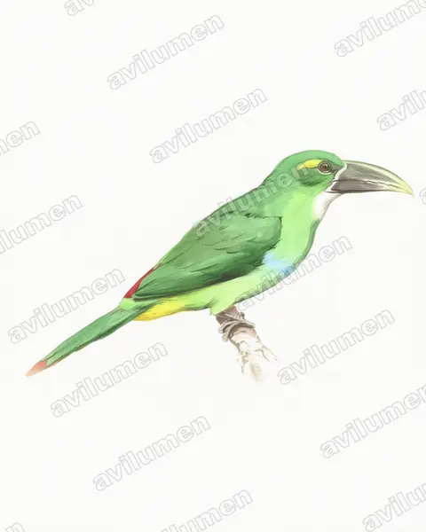 Yellow-browed Toucanet（Aulacorhynchus huallagae）的水彩插画