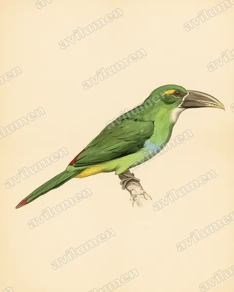 Yellow-browed Toucanet（Aulacorhynchus huallagae）的古典图版插画