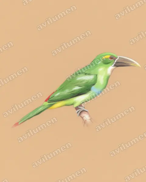 Yellow-browed Toucanet（Aulacorhynchus huallagae）的彩色铅笔插画