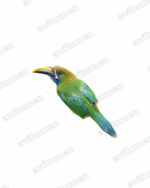 Watercolor illustration: Aulacorhynchus prasinus (Emerald Toucanet)