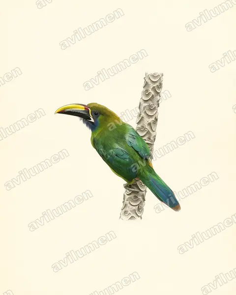 Vintage plate illustration: Aulacorhynchus prasinus (Emerald Toucanet)