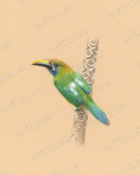 Colored pencil illustration: Aulacorhynchus prasinus (Emerald Toucanet)