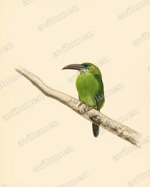 Groove-billed Toucanet（Aulacorhynchus sulcatus）的古典图版插画