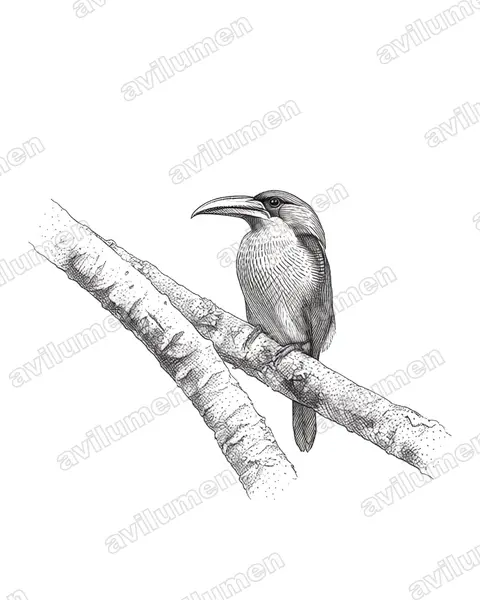 Groove-billed Toucanet（Aulacorhynchus sulcatus）的钢笔墨线插画