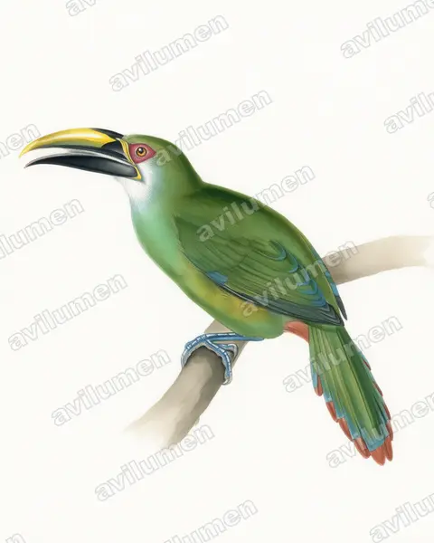 Illustration im Stil Aquarell: Waglerarassari (Aulacorhynchus wagleri)
