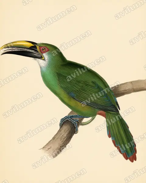 Illustration im Stil Historische Tafel: Waglerarassari (Aulacorhynchus wagleri)