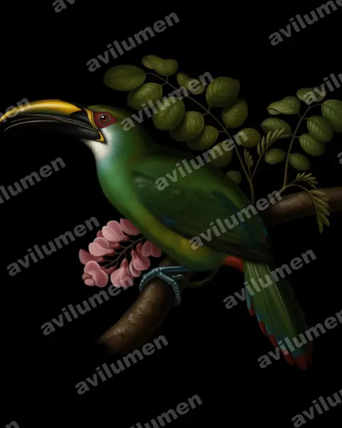 Illustration im Stil Öl: Waglerarassari (Aulacorhynchus wagleri)