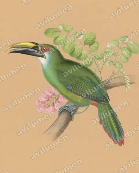 Illustration im Stil Buntstift: Waglerarassari (Aulacorhynchus wagleri)