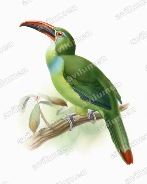Tepui Toucanet（Aulacorhynchus whitelianus）的水彩插画