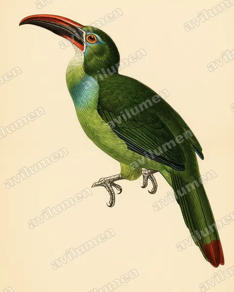 Tepui Toucanet（Aulacorhynchus whitelianus）的古典图版插画