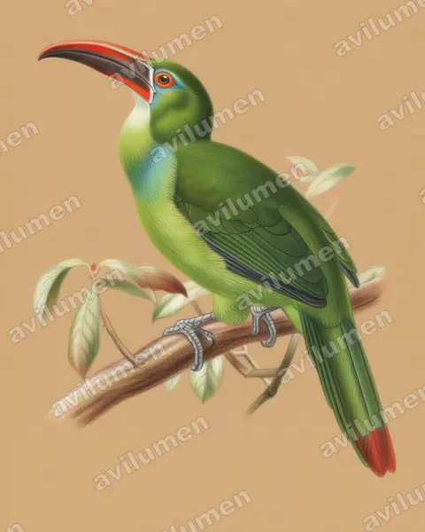 Tepui Toucanet（Aulacorhynchus whitelianus）的彩色铅笔插画