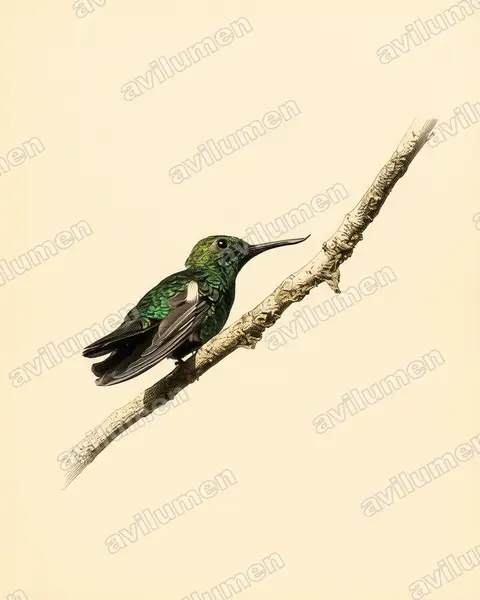 翘嘴蜂鸟(Avocettula recurvirostris)的古典图版插画