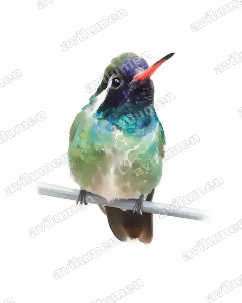 Illustration Aquarelle : Basilinna leucotis (Colibri à oreilles blanches)