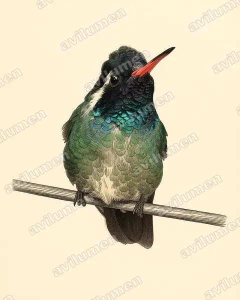 Illustration Planche ancienne : Basilinna leucotis (Colibri à oreilles blanches)