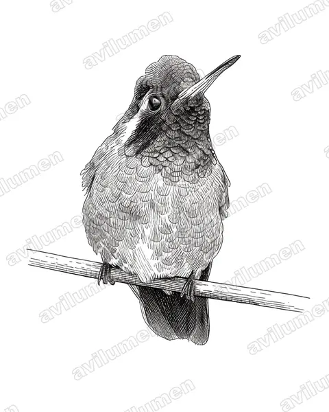 Illustration Encre : Basilinna leucotis (Colibri à oreilles blanches)