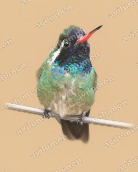 Illustration Crayon de couleur : Basilinna leucotis (Colibri à oreilles blanches)