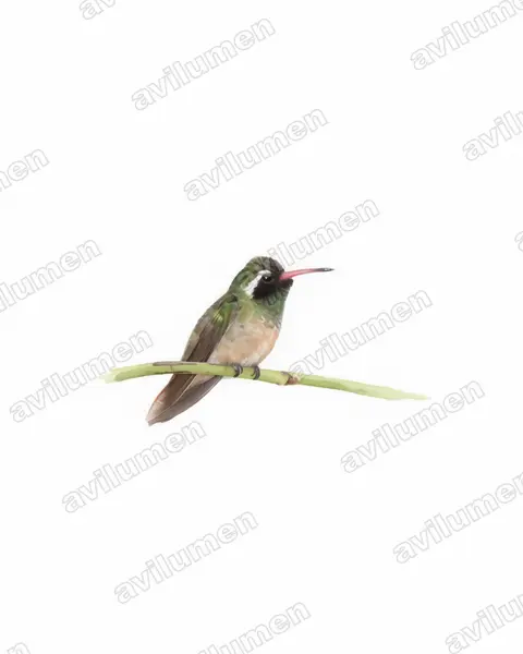 Watercolor illustration: Basilinna xantusii (Xantus's hummingbird)