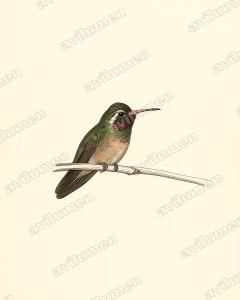 Vintage plate illustration: Basilinna xantusii (Xantus's hummingbird)