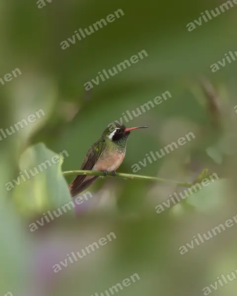 Realistic illustration: Basilinna xantusii (Xantus's hummingbird)
