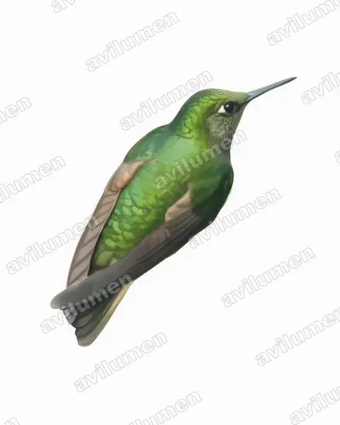 Ilustración en Acuarela: Boissonneaua flavescens (Colibrí colihabano)